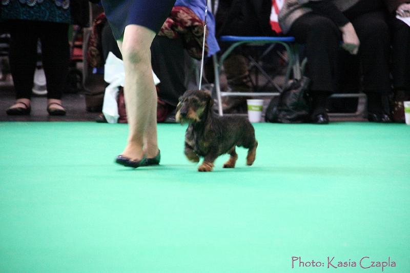 Crufts2011_2 858.jpg